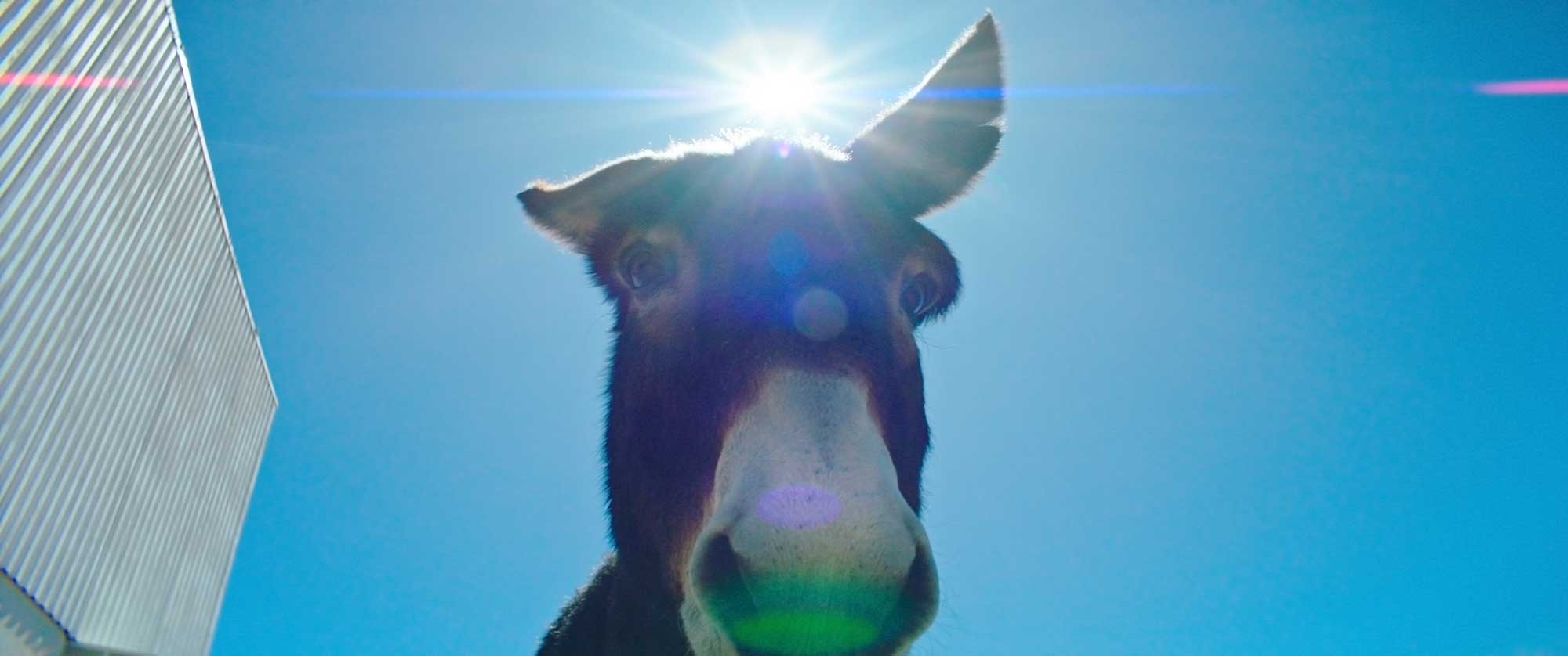 curious donkey