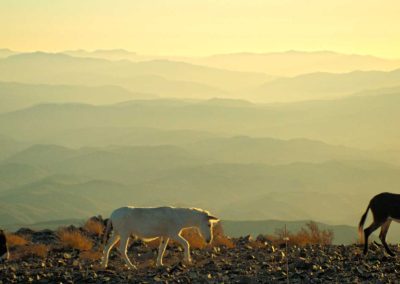 Outside La Silla Observatory, Palaye, Palomo, Ruperto. Photo credit: Nicolas Canniccioni