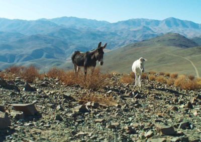 On the way to La Silla Observatory, Ruperto, Palomo and Palaye Photo credit: Nicolas Canniccioni